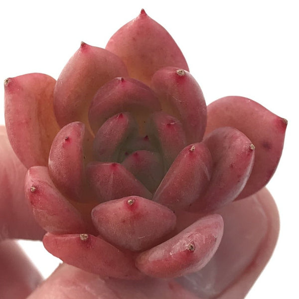 Echeveria Agavoides 'Red Ghost' New Hybrid 1" Succulent Plant