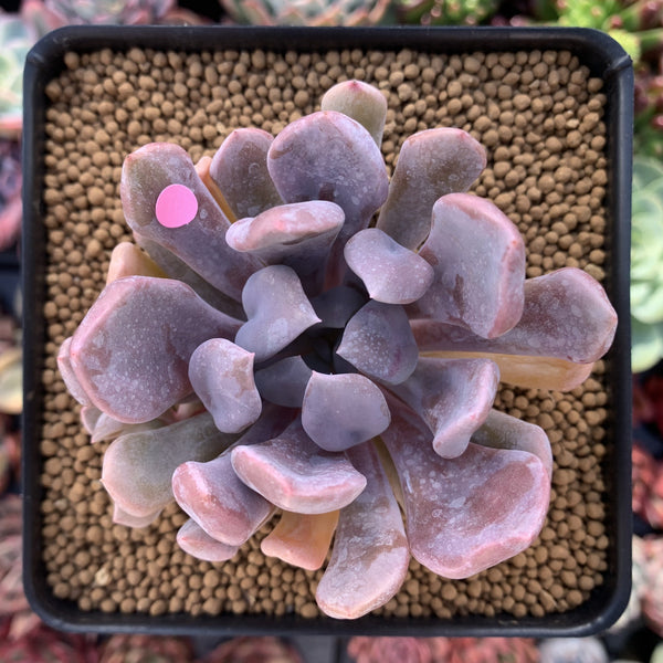 Echeveria 'Cupid' 3" Succulent Plant