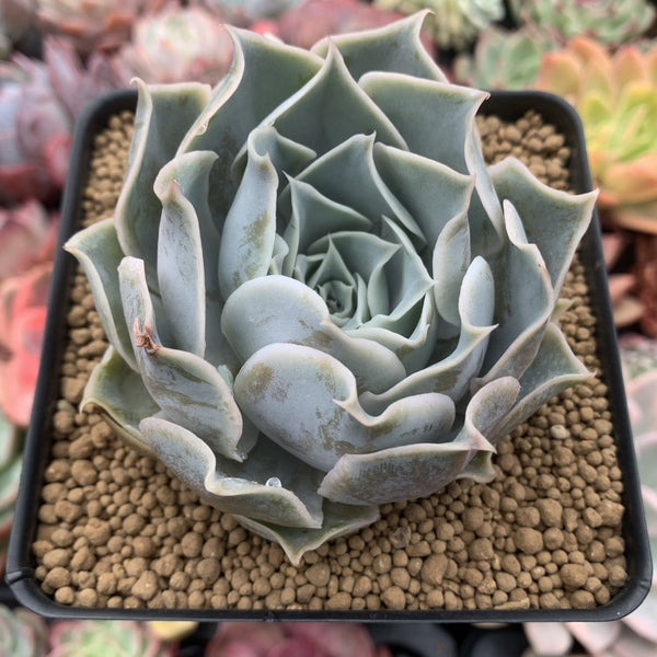 Echeveria 'Willi Willi' 4" New Hybrid Powdery Succulent Plant