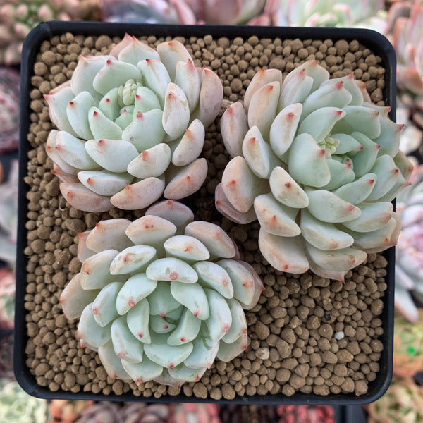 Echeveria 'Zaragoza' Hybrid Cluster 4" Succulent Plant