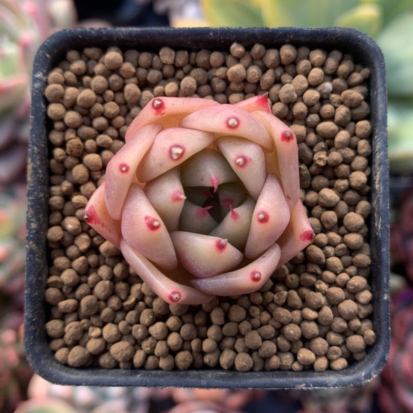 Echeveria Agavoides 'Ilina' 1" Succulent Plant