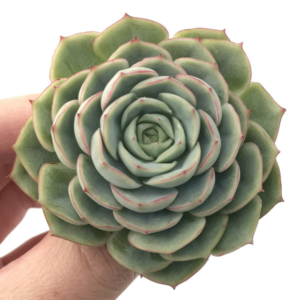 Echeveria 'New Years Eve' 2"-3" Succulent Plant