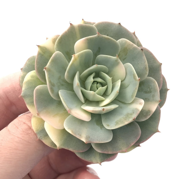 Echeveria ‘Bluette’ Variegated 2”-3” Rare Succulent Plant