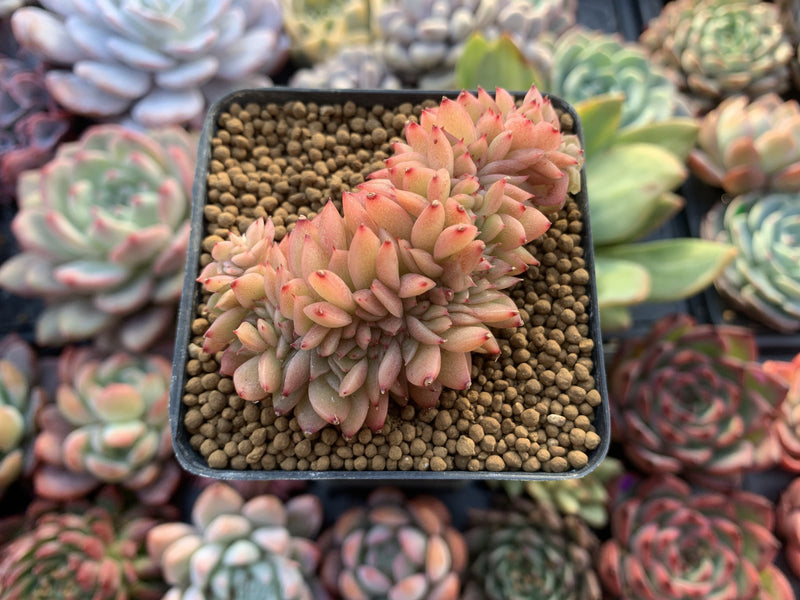 Echeveria Agavoides 'Gilva' Crested 2"-3" Succulent Plant