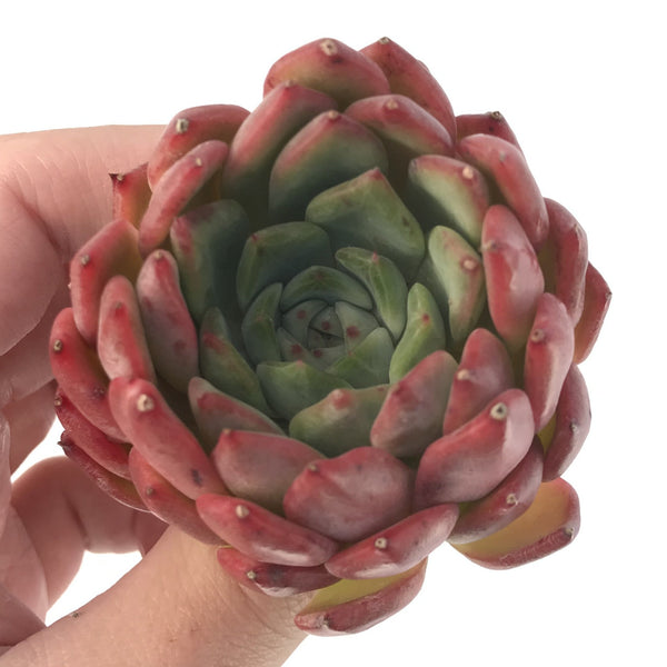 Echeveria 'Cortes' 2" Succulent Plant