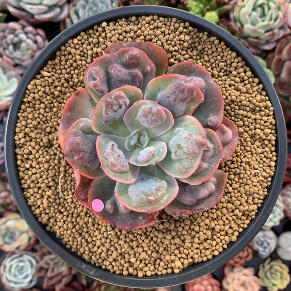 Echeveria 'Hearts Delight' 3" Succulent Plant