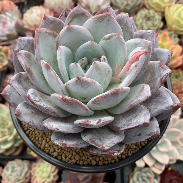 Echeveria 'Ivory' 6" Large Selected Clone Succulent Plant