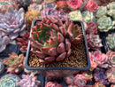 Echeveria Agavoides 'Golden Bear' 3" Succulent Plant