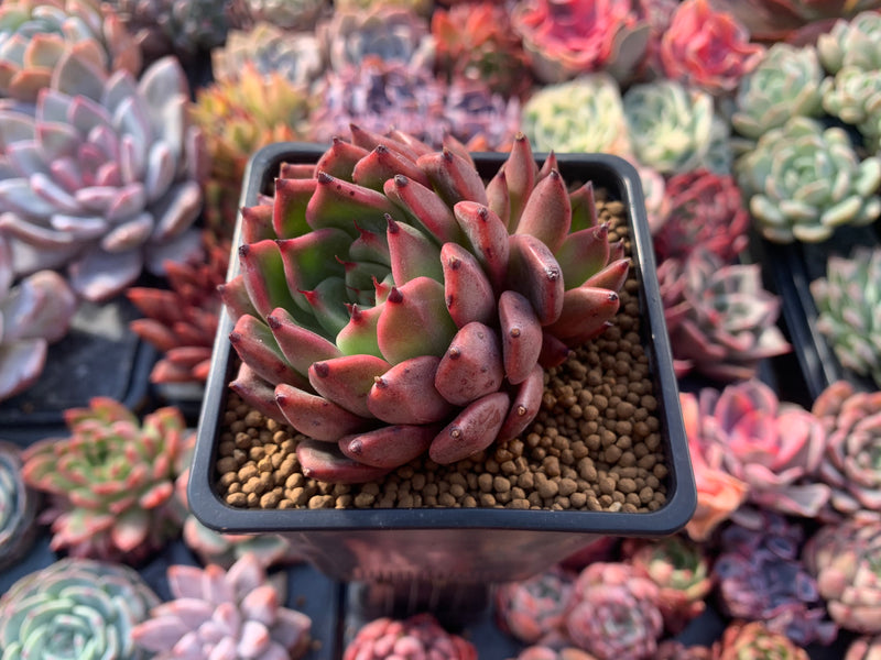 Echeveria Agavoides 'Golden Bear' 3" Succulent Plant