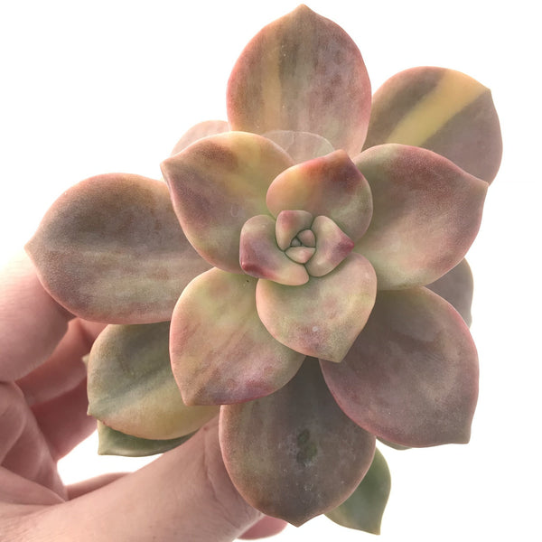 Graptopetalum Purple Delight Variegated 3"-4" Rare Succulent Plant