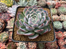 Echeveria 'Lonely Heart' 4" Powdery Succulent Plant