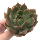 Echeveria Agavoides 'Chimera' 3" Succulent Plant