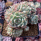 Echeveria 'Tippy' Crested Cluster 4" Succulent Plant