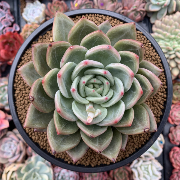 Echeveria Agavoides 'White Champaign' 4" Succulent Plant