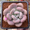 Pachyphytum Oviferum 'Tsukibijin' 2" Succulent Plant