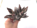 Crassula 'Garnet Lotus' 4" Cluster Succulent Plant