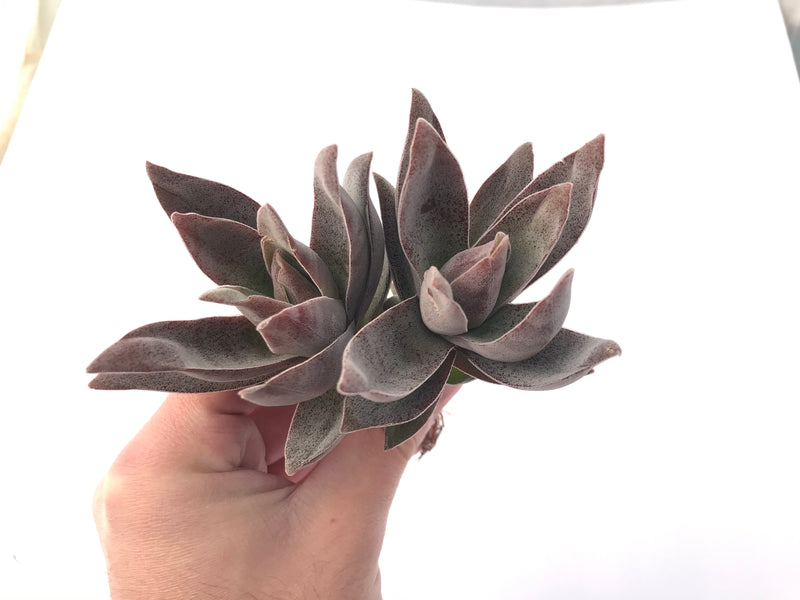 Crassula 'Garnet Lotus' 4" Cluster Succulent Plant