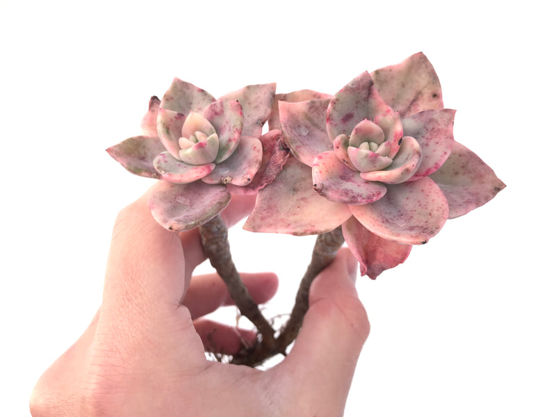 Graptopetalum 'Bainesii' Variegated 4" Double Headed Succulent Plant