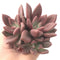 Graptoveria 'Ruby Donna' Cluster 3"-4" Succulent Plant