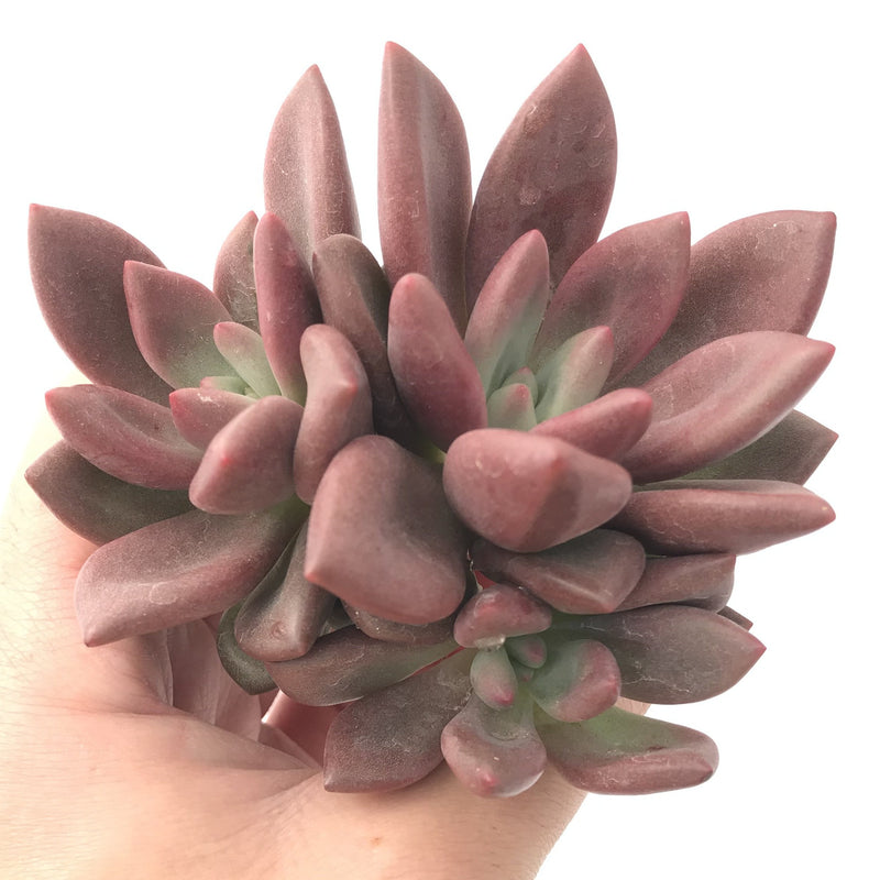 Graptoveria 'Ruby Donna' Cluster 3"-4" Succulent Plant