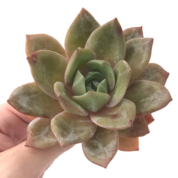 Echeveria 'German Champaign' 5" Large Succulent Plant