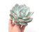 Echeveria 'Ivory' Extra Large 6" Powdery Succulent Plant