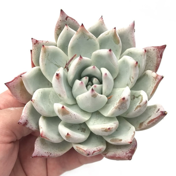 Echeveria 'Colorata' Large 5" Succulent Plant