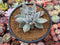 Echeveria 'Black Sabbath' 4"-5" Powdery Succulent Plant