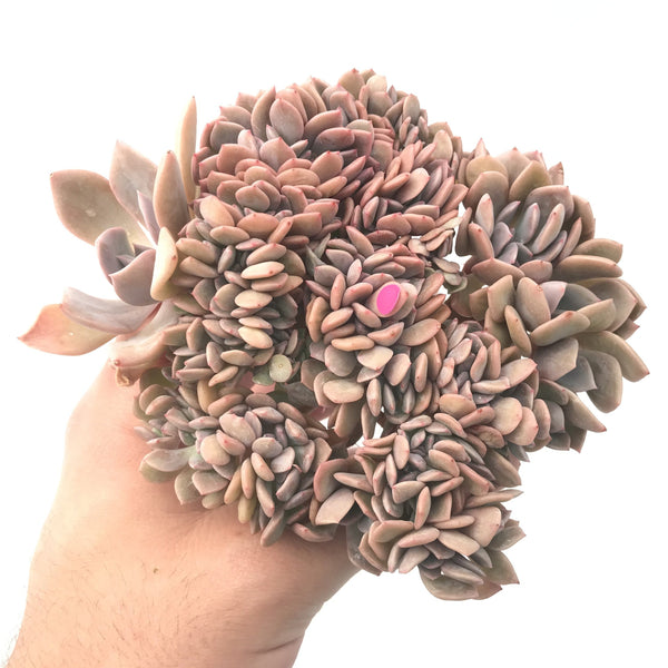 Graptoveria 'Debbie' Crested 5"-6" Rare Succulent Plant