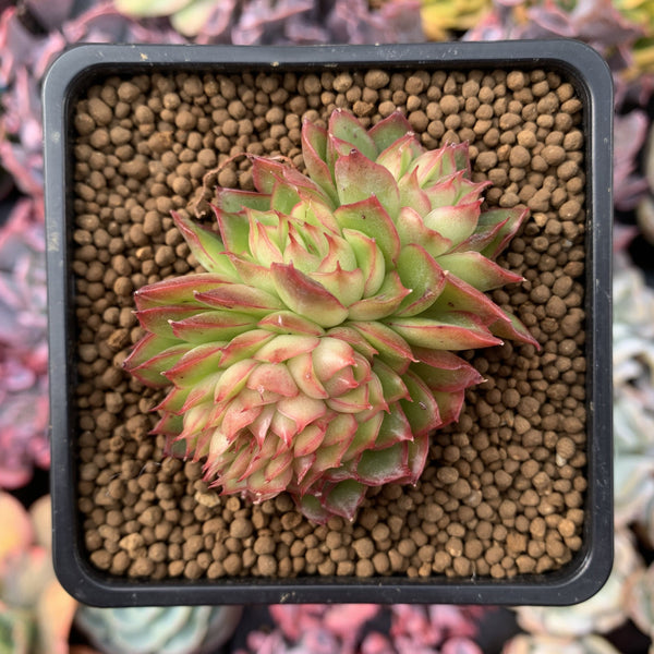 Echeveria Agavoides 'Nominoe' Crested 3" Succulent Plant