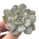 Echeveria 'Exotic' Laui x Topsy Turvery Hybrid 3" Powdery Succulent Plant