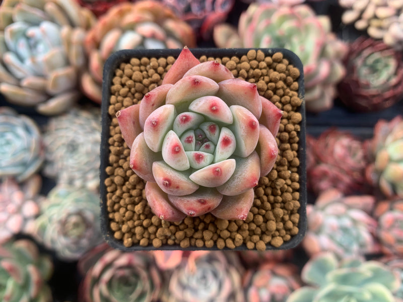 Echeveria 'Gold Peach' 1"-2" Succulent Plant