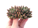 Pachyphytum 'Orange Light' 5" Double-Headed Cluster Succulent Plant