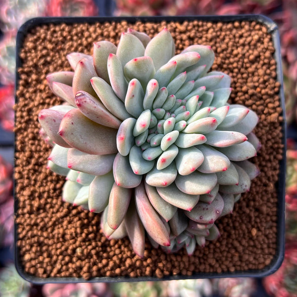 Echeveria 'Ariel' Crested 2"-3" Succulent Plant