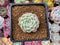 Echeveria 'Arba' 1" New Hybrid Powdery Succulent Plant