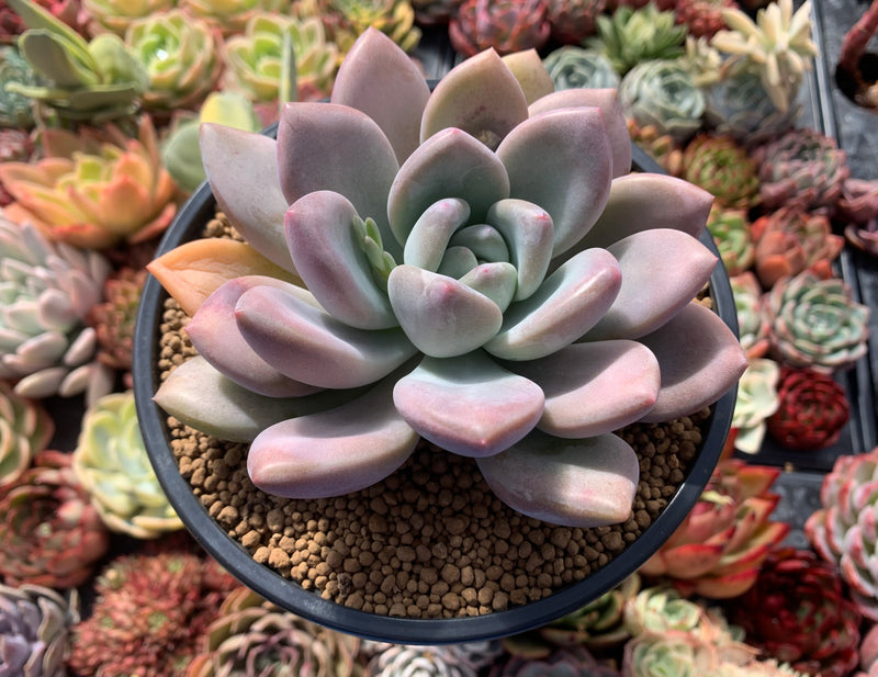 Graptoveria 'Opalina' Hybrid 4" Succulent Plant