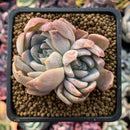 Echeveria 'Milk Tea' 2" New Hybrid Succulent Plant