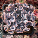 Echeveria 'Trumpet Pinky' 3" Succulent Plant