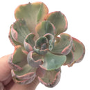 Echeveria 'Hearts Delight' Variegated AKA 'Beyonce Rainbow' 3"-4" Succulent Plant