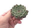 Echeveria 'Sarahime' 2" Rare Succulent Plant