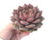 Echeveria 'Ariel' Extra Large 4" Succulent Plant