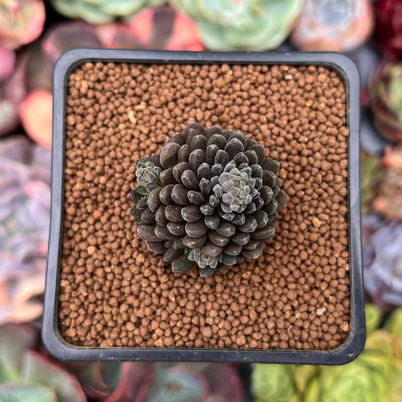 Sinocrassula Yunnanensis 1" Succulent Plant