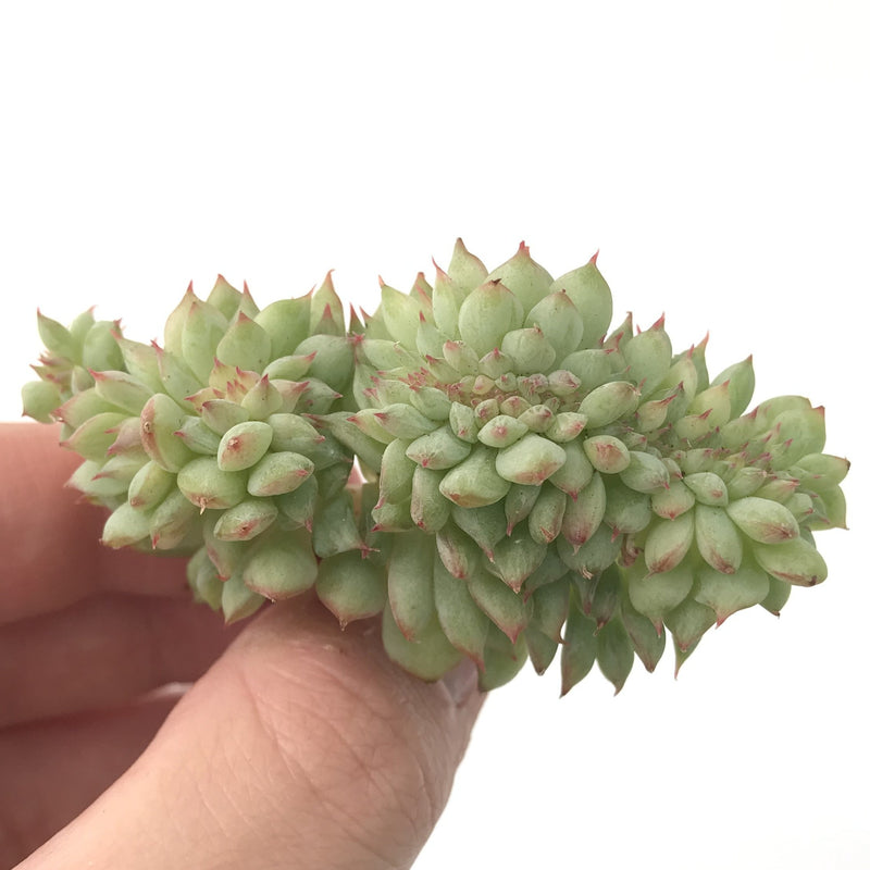 Echeveria 'Tippy' Crested 1" Rare Succulent Plant