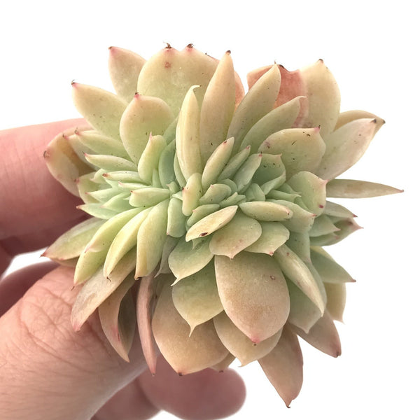 Echeveria 'Pastel' Crested 2" Succulent Plant