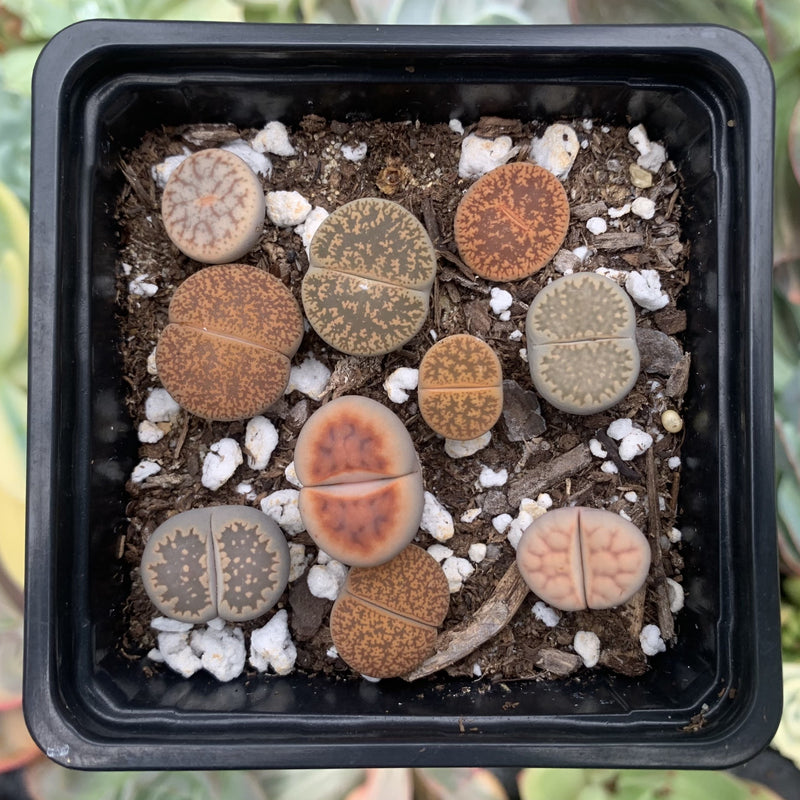 Collection of Lithops 2" (x10 Lithops) Succulent Plant