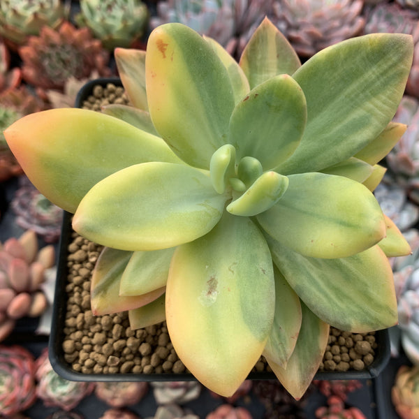 Pachyveria 'Cypress' Variegated 2"-3" Succulent Plant