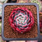 Echeveria 'Alliance' 1" Succulent Plant