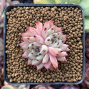 Echeveria 'Zaragoza' 1" Small Succulent Plant