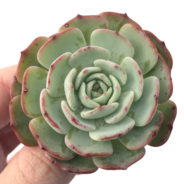 Echeveria 'Harvest' 3" New Hybrid Powdery Succulent Plant