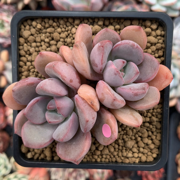 Echeveria 'Arandron' 2" Cluster Succulent Plant